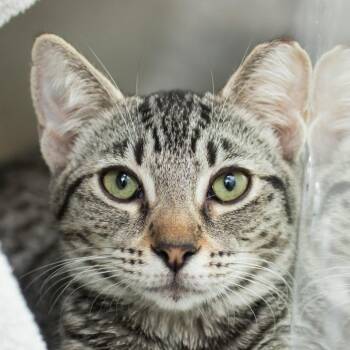 Betty -  Domestic Short Hair Cat for Adoption in Middletown, Rhode Island - Betty | PetCurious