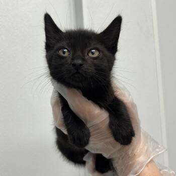 Golbat -  Domestic Short Hair Cat for Adoption in Abilene, Texas - Golbat | PetCurious