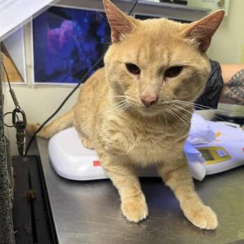 CAMEL -  Domestic Short Hair Cat for Adoption in Pueblo, Colorado - CAMEL | PetCurious