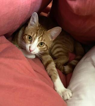Simon -  Tabby Cat for Adoption in New Albany, Ohio - Simon | PetCurious