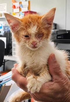 Aurora -  Domestic Short Hair Cat for Adoption in West Memphis, Arkansas - Aurora | PetCurious