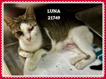 LUNA -  Domestic Short Hair Cat for Adoption in Marietta, Georgia - LUNA | PetCurious