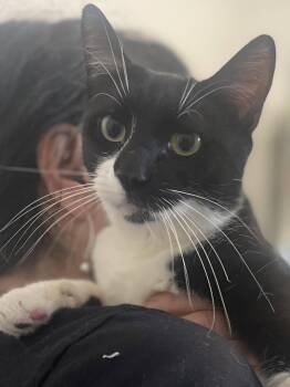 Juno -  Domestic Short Hair Cat for Adoption - Juno | PetCurious