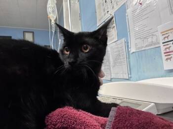 Rescue Domestic Short Hair Cats for Adoption in Roseville, California - Mapurr Syrup | PetCurious