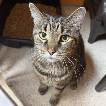 Domestic Short Hair Cats Available for Adoption in Elyria, Ohio - Mr. Kitty | PetCurious