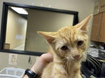 HELIOS -  Domestic Short Hair Cat for Adoption in Modesto, California - HELIOS | PetCurious