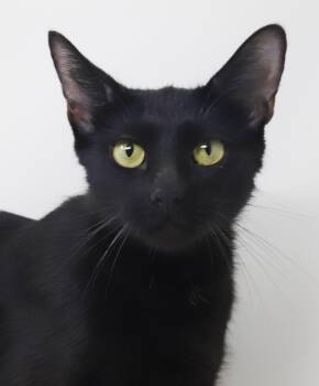 Estelle is EXTRA SPECIAL - THERAPY CAT momma who is a dream -  Bombay Cat for Adoption in Bedford Hills, New York - Estelle Is EXTRA SPECIAL - THERAPY CAT Momma Who Is A Dream | PetCurious