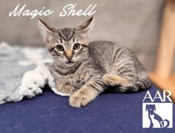 Magic Shell -  Domestic Short Hair Cat for Adoption in Magnolia, Texas - Magic Shell | PetCurious