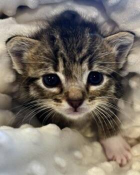 Ty -  Domestic Short Hair Cat for Adoption in San Francisco, California - Ty | PetCurious