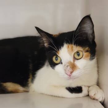 Rescue Domestic Short Hair Cats for Adoption in Sarasota, Florida - Ru | PetCurious