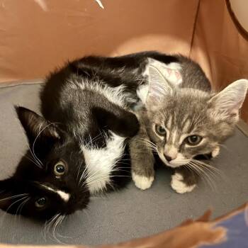 Rex -  Domestic Short Hair Cat for Adoption in Sarasota, Florida - Rex | PetCurious