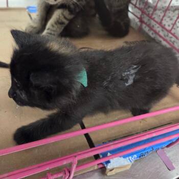 Strato -  Domestic Short Hair Cat for Adoption in Chattanooga, Tennessee - Strato | PetCurious
