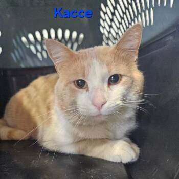 Domestic Short Hair Cats Available for Adoption - Kacee | PetCurious