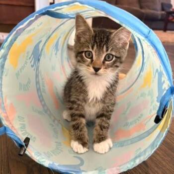 S&T: Socks -  Domestic Short Hair Cat for Adoption in Falls Church, Virginia - S&T: Socks | PetCurious