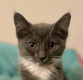 Russian Blue Cats Available for Adoption in Lancaster, California - Maya | PetCurious