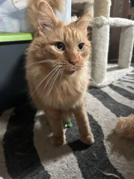 Ferdinand -  Domestic Long Hair Cat for Adoption in Cincinnati, Ohio - Ferdinand | PetCurious