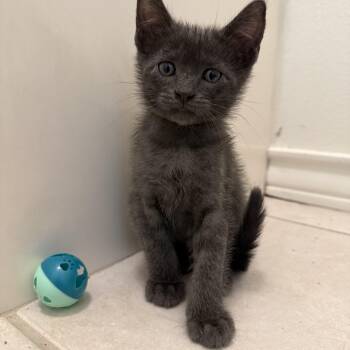Domestic Short Hair Cats Available for Adoption in Bryan, Texas - Smokey | PetCurious