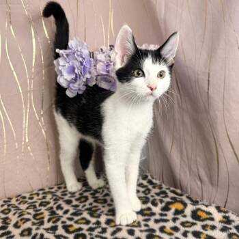 Domestic Short Hair Cats Available for Adoption in Long Beach, Mississippi - Cookie | PetCurious
