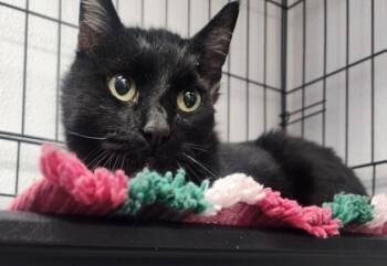 Rescue Domestic Short Hair Cats for Adoption in Fairhope, Alabama - Britian | PetCurious