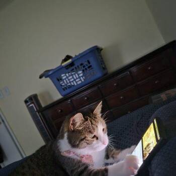 Lily -  Domestic Short Hair Cat for Adoption in Gaithersburg, Maryland - Lily | PetCurious