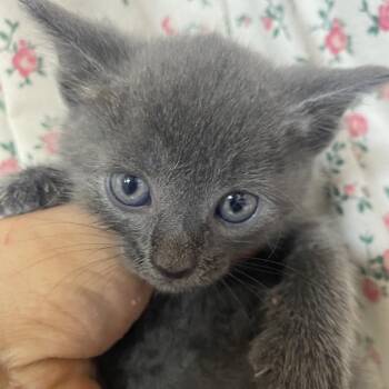 Melvin - Grey Band (Gate-14) -  Domestic Short Hair Cat for Adoption in Blairsville, Georgia - Melvin - Grey Band (Gate-14) | PetCurious