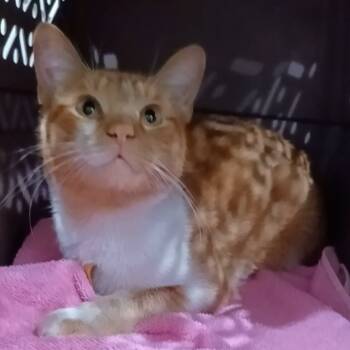 Rescue Domestic Short Hair Cats for Adoption in Oak Park, Illinois - Baby Bjorn | PetCurious