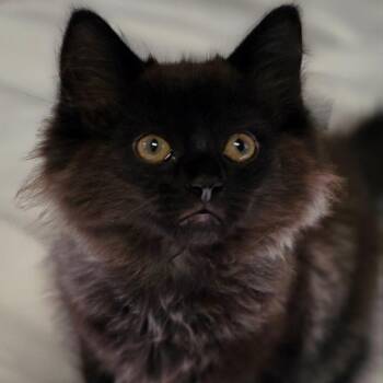 Axl -  Domestic Medium Hair Cat for Adoption in Muncie, Indiana - Axl | PetCurious