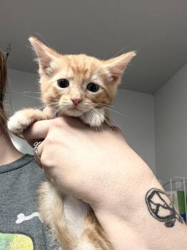 Maui -  Domestic Short Hair Cat for Adoption in Bolivar, Missouri - Maui | PetCurious