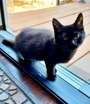 ROUX - (and Sardine) Foodie Litter -  Domestic Medium Hair Cat for Adoption in Hillsboro, Oregon - ROUX - (and Sardine) Foodie Litter | PetCurious