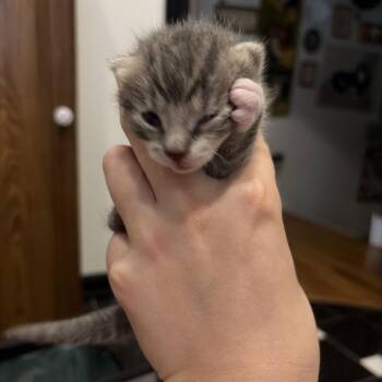 Sarah MeowBride -  Domestic Short Hair Cat for Adoption in Philadelphia, Pennsylvania - Sarah MeowBride | PetCurious