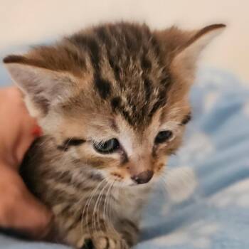 Domestic Short Hair Cats Available for Adoption in Newport, Tennessee - Winston (Red Collar) | PetCurious