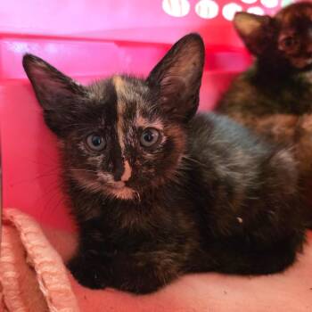 Chai -  Domestic Short Hair Cat for Adoption in Mt. Juliet, Tennessee - Chai | PetCurious
