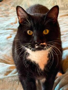Domestic Short Hair Cats Available for Adoption in Gorham, Maine - Boris | PetCurious