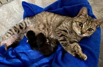 Domestic Short Hair and Tabby Cats Available for Adoption in Pensacola, Florida - Bea | PetCurious