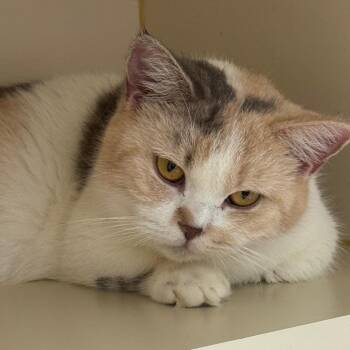 Candy Corn -  Munchkin Cat for Adoption in Hinesville, Georgia - Candy Corn | PetCurious