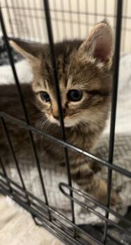 Domestic Medium Hair Cats Available for Adoption in Saint Clairsville, Ohio - Snickers | PetCurious