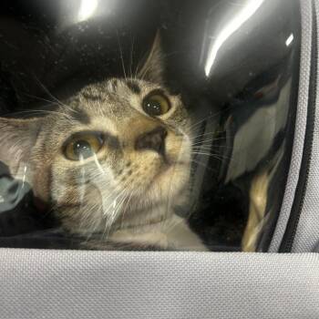 Matilda -  Domestic Short Hair Cat for Adoption in Newark, New Jersey - Matilda | PetCurious