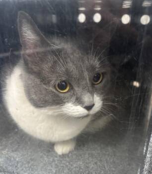 Domestic Short Hair Cats Available for Adoption - ARIA | PetCurious