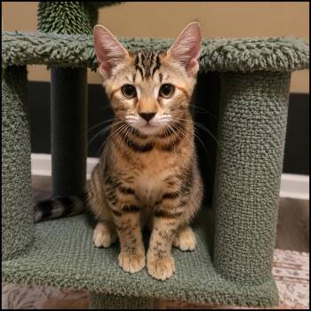 Sunday -  Domestic Short Hair Cat for Adoption in Roswell, Georgia - Sunday | PetCurious