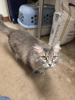 Domestic Long Hair Cats Available for Adoption - Vogue | PetCurious