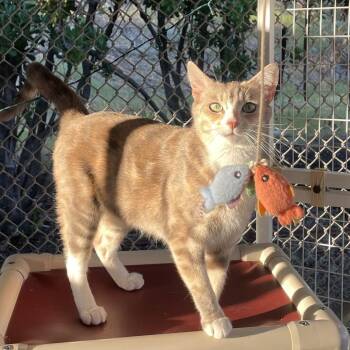 Jamba Juice -  Domestic Short Hair Cat for Adoption in San Luis Obispo, California - Jamba Juice | PetCurious