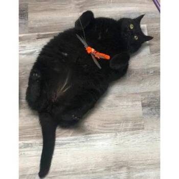 Frank -  Domestic Short Hair Cat for Adoption in Hudson, Massachusetts - Frank | PetCurious