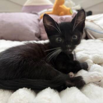 Noah -  Domestic Short Hair Cat for Adoption in Englewood, Florida - Noah | PetCurious