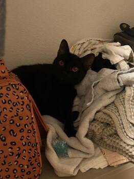 Chandler -  Domestic Short Hair Cat for Adoption in Austin, Texas - Chandler | PetCurious