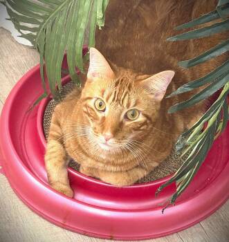 Coriander -  Tabby Cat Available for Adoption in Fort Myers, Florida - Coriander | PetCurious