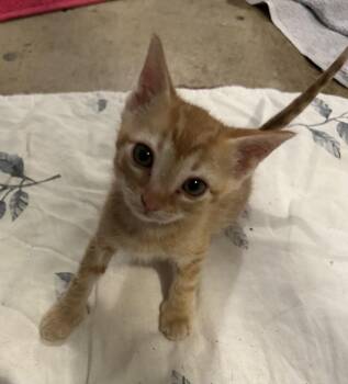 Len -  Domestic Short Hair Cat for Adoption in Floyd, Virginia - Len | PetCurious