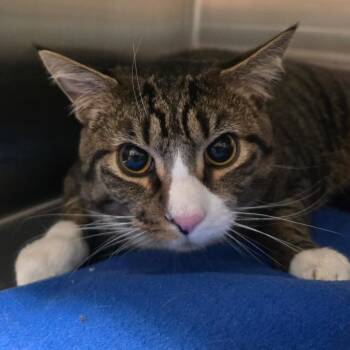 Domestic Short Hair Cats Available for Adoption - Zeus | PetCurious