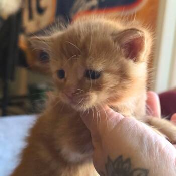 #5 -  Domestic Short Hair Cat for Adoption in Calimesa, California - #5 | PetCurious