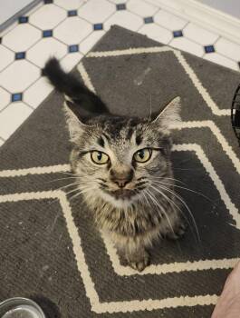 Mila -  Domestic Short Hair Cat for Adoption in Parker, Colorado - Mila | PetCurious