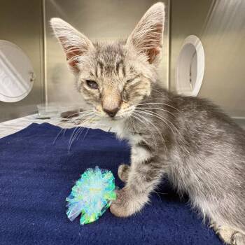 Lyle -  Domestic Short Hair Cat for Adoption in Milton, Florida - Lyle | PetCurious